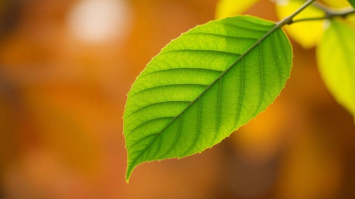 Green leaf falling against blurred autumn background.